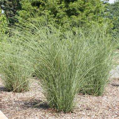 Miscanthus sinensis 'Morning Light'