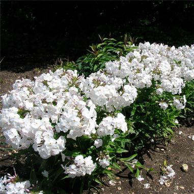 Phlox x 'Minnie Pearl'