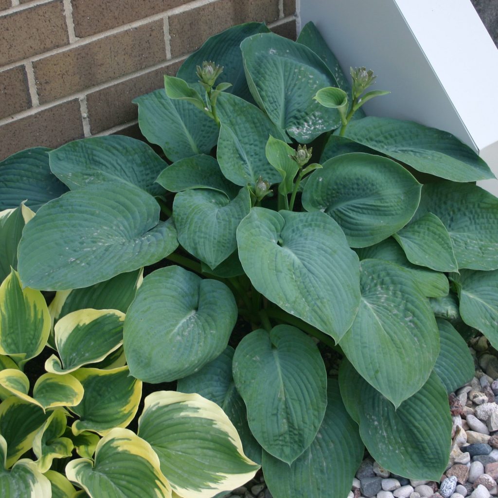 Hosta 'Big Daddy'