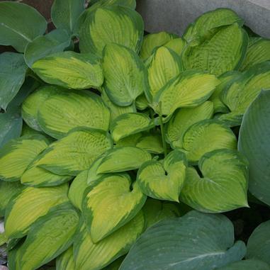 Hosta 'Paradigm'