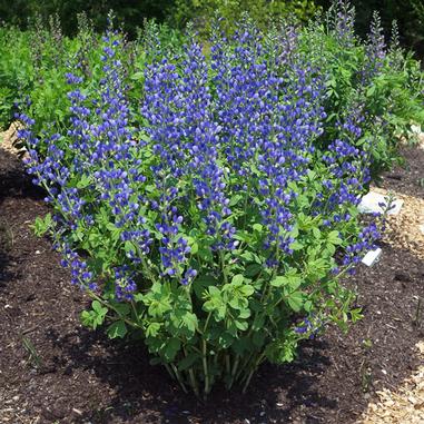 Baptisia x bicolor 'Starlite'