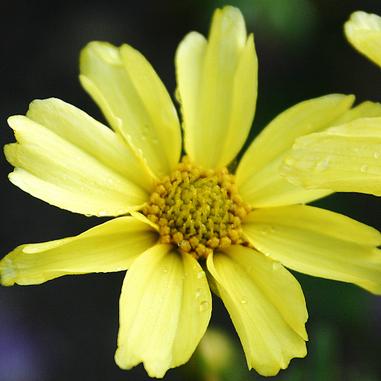 Coreopsis 'Creme Brulee'