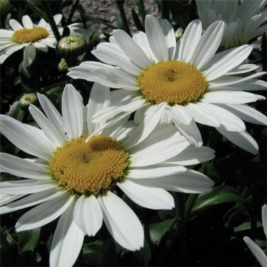 Leucanthemum x superbum 'Snowcap'