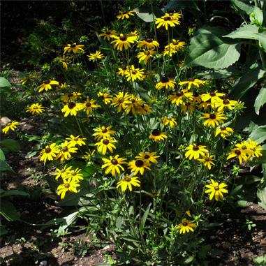 Rudbeckia fulgida 'Viette's Little Suzy'