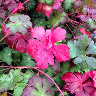 Geranium x cantabrigiense 'Karmina'