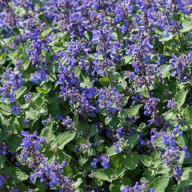 Nepeta x faassenii 'Early Bird'