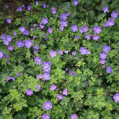 Geranium 'Gerwat' (Rozanne)