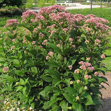 Eupatorium dubium 'Little Joe'