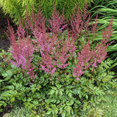 Astilbe Chinensis 'Maggie Daley'