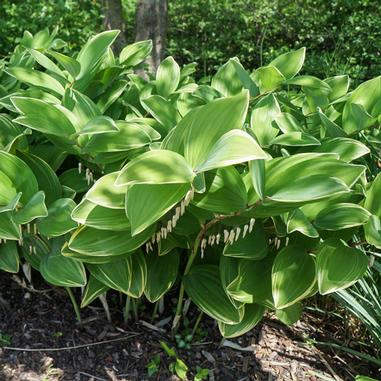 Polygonatum odoratum 'Variegatum'