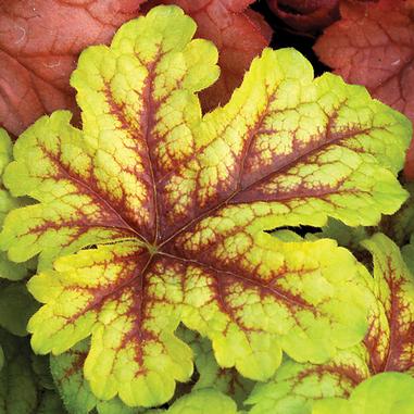 Heucherella 'Alabama Sunrise'