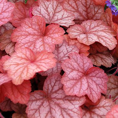 Heuchera 'Georgia Peach'