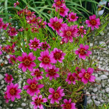 Coreopsis 'Heaven's Gate'