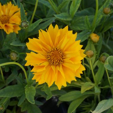 Coreopsis 'Jethro Tull'