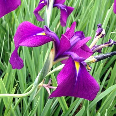 Iris ensata 'Variegata'