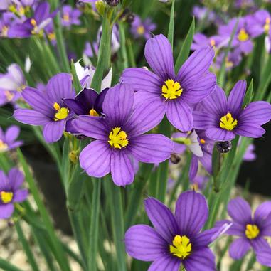 Sisyrinchium angustifolium 'Lucerne'