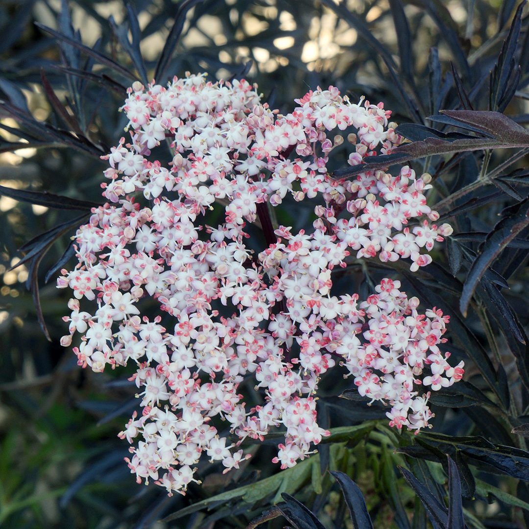 Sambucus nigra 'Eva'