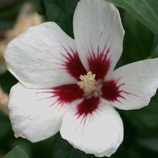 Hibiscus syriacus 'Antong Two'