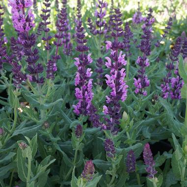 Salvia nemorosa 'Rosenwein'