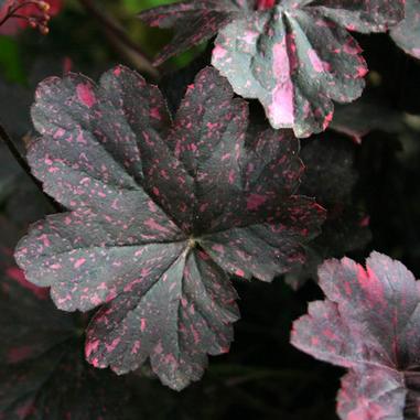 Heuchera 'Midnight Rose'