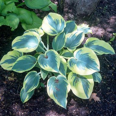 Hosta 'First Frost'