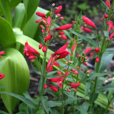 Penstemon 'Red Riding Hood'