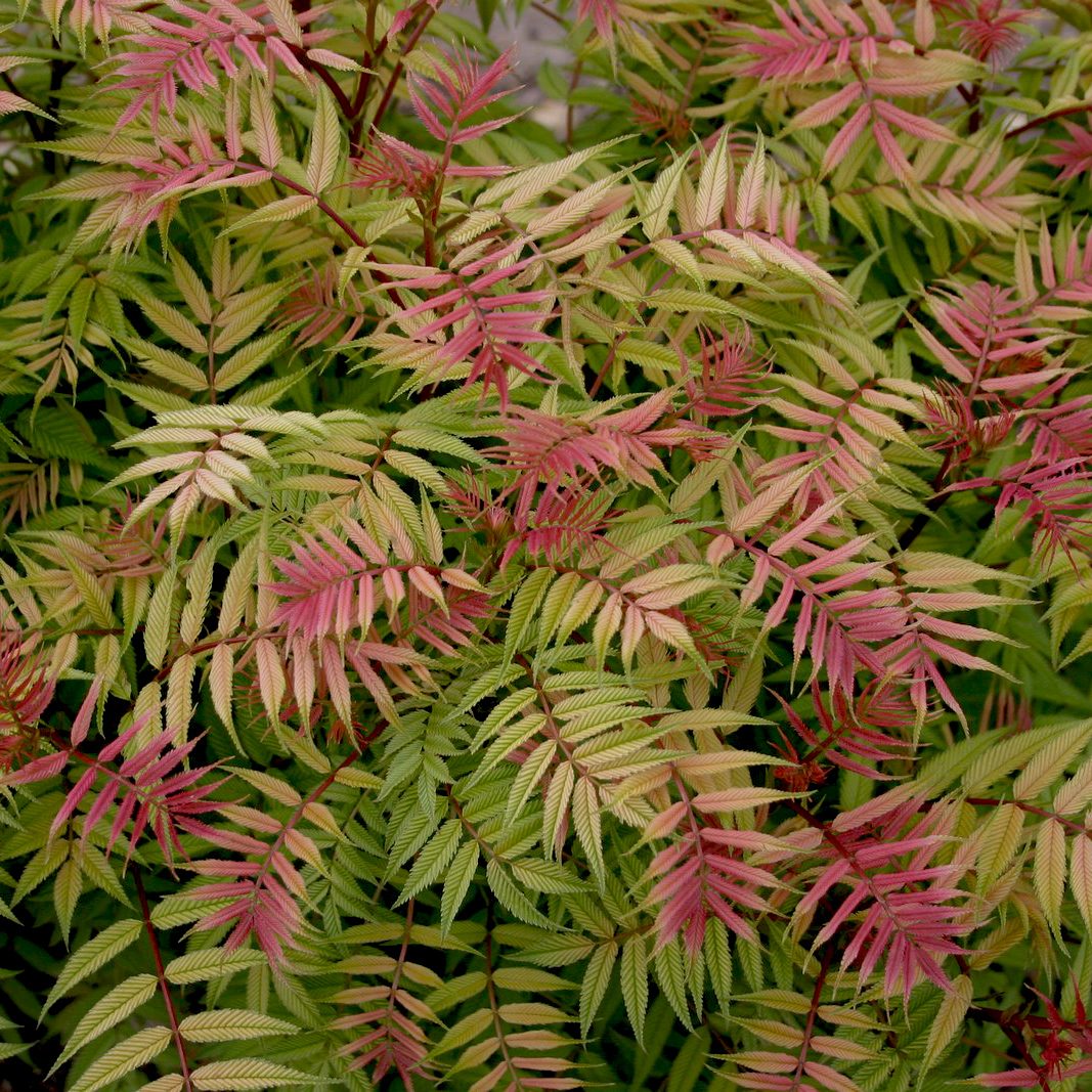 Sorbaria sorbifolia 'Sem'