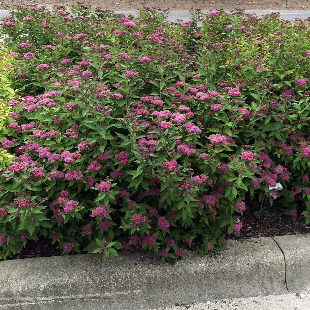 Spiraea japonica 'Galen'