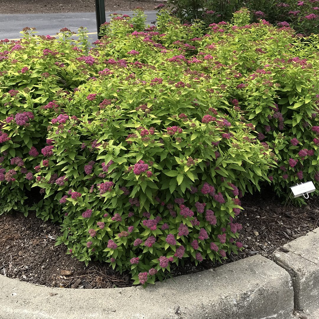 Spiraea japonica 'Yan'