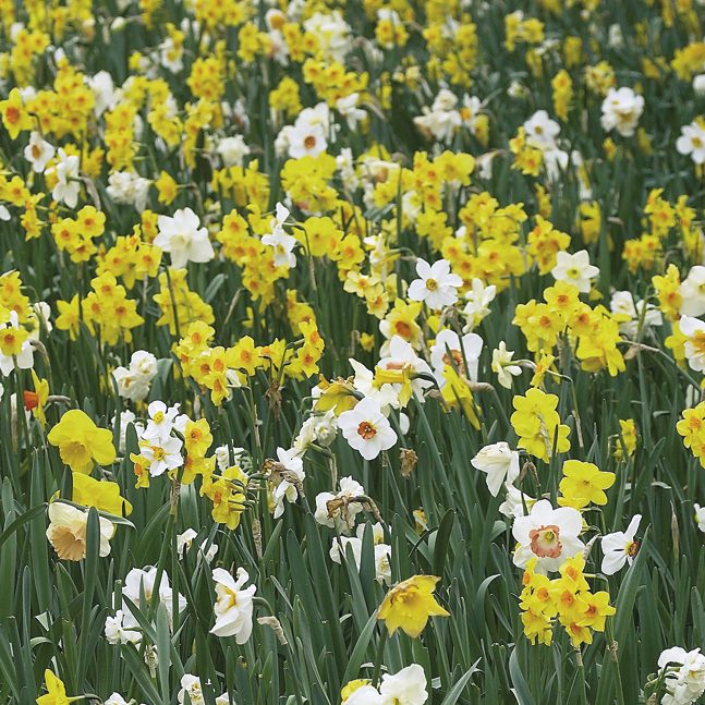 Narcissus All Spring Mix