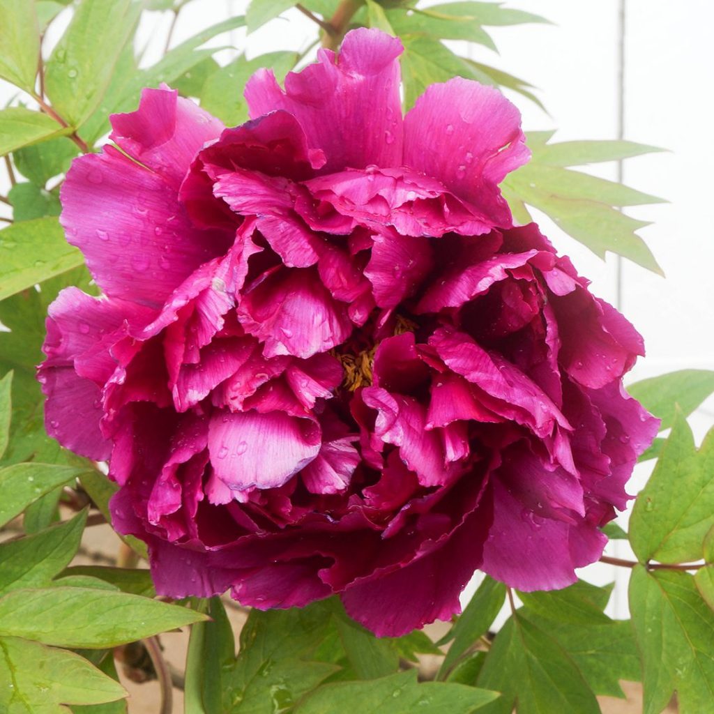 Paeonia suffruticosa