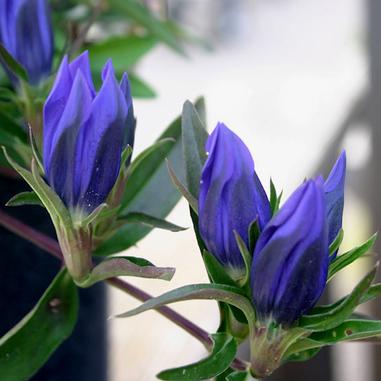 Gentiana 'True Blue'