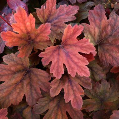 Heucherella 'Sweet Tea'
