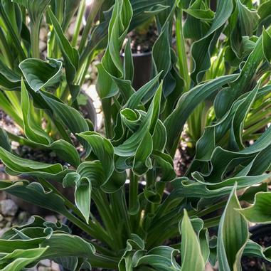 Hosta 'Praying Hands'
