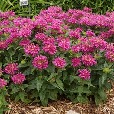 Monarda didyma 'Pardon My Purple'