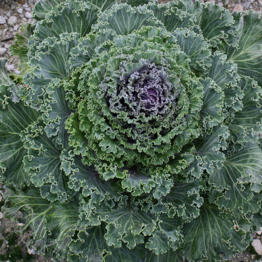 Kale Flowering Wavy Leaf Red Kale Flowering Wavy Leaf Red