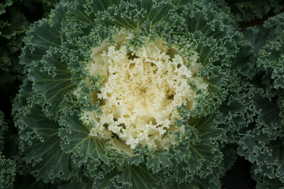 Kale Flowering Wavy Leaf White Kale Flowering Wavy Leaf White