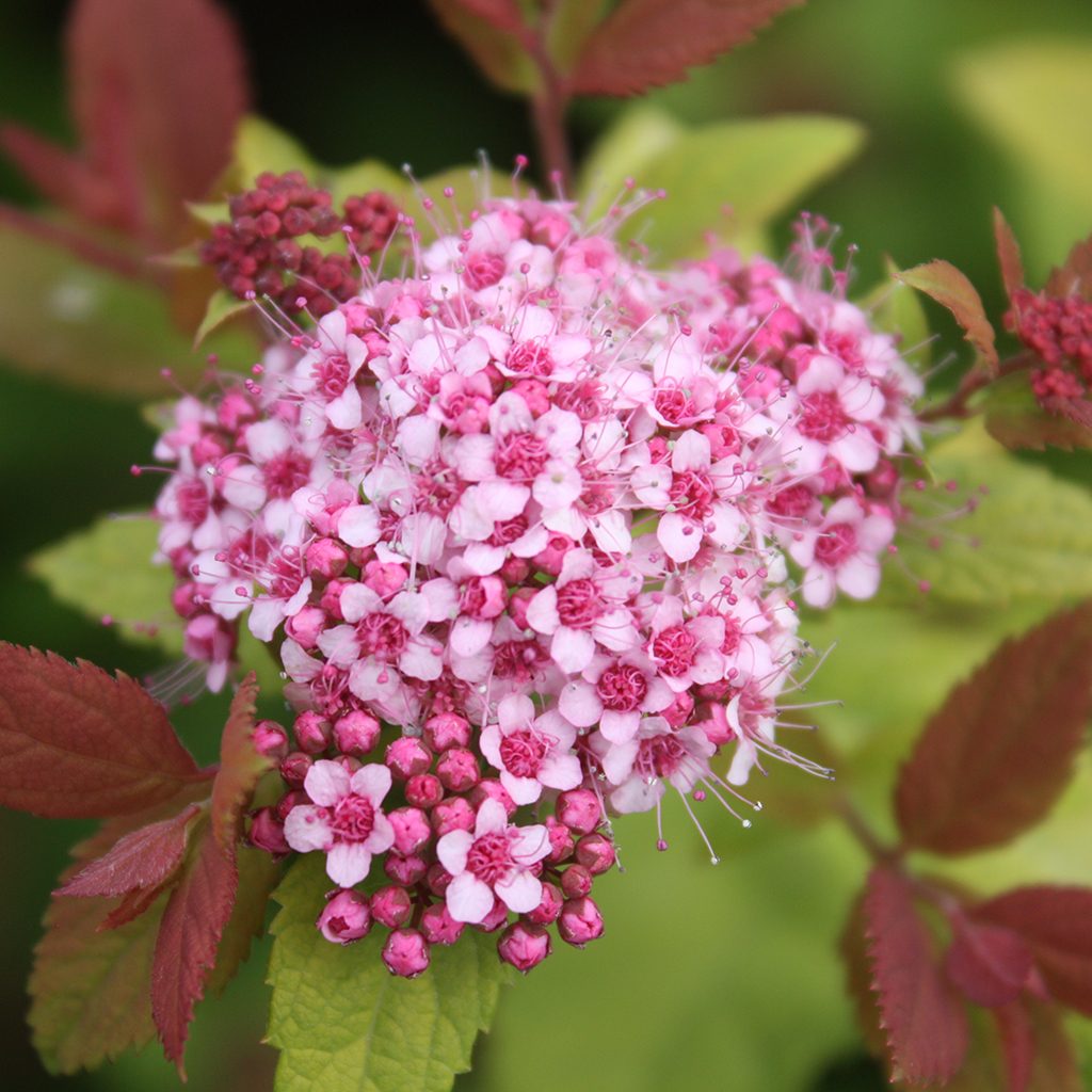 Spiraea japonica 'Tracy'