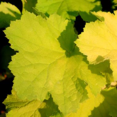 Heuchera 'Pistache'