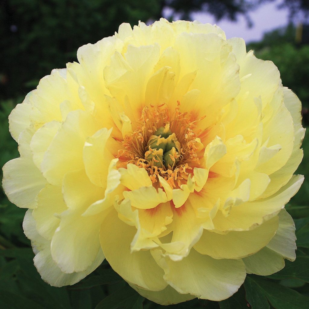 Paeonia 'Bartzella' (Intersectional hybrid)