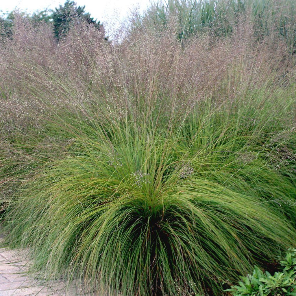 Sporobolus heterolepis (NGN)