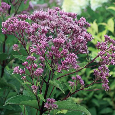 Eupatorium maculatum 'Phantom'
