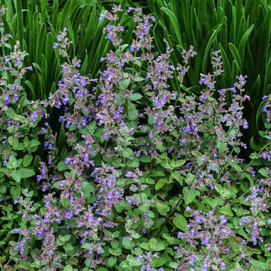 Nepeta racemosa 'Blue Wonder'