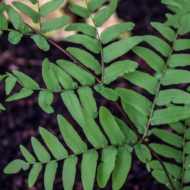 Osmunda regalis