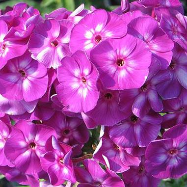 Phlox paniculata 'Laura'