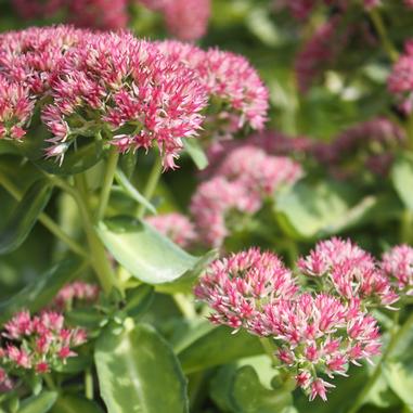 Sedum 'Beka'