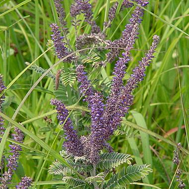 Amorpha canescens