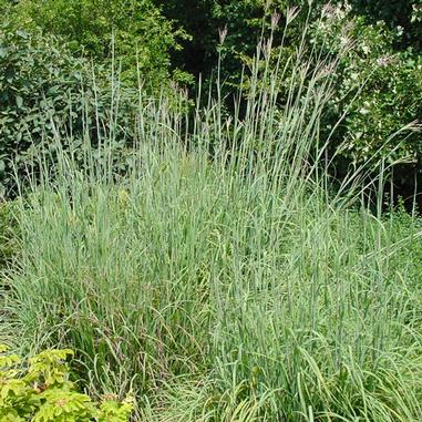 Andropogon gerardii