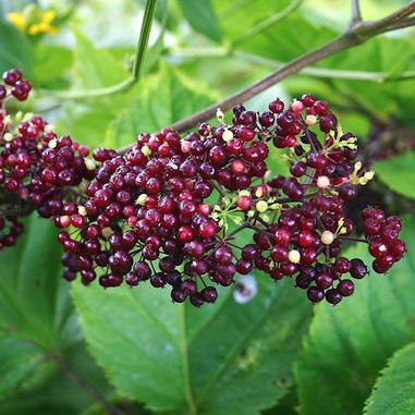 Aralia racemosa
