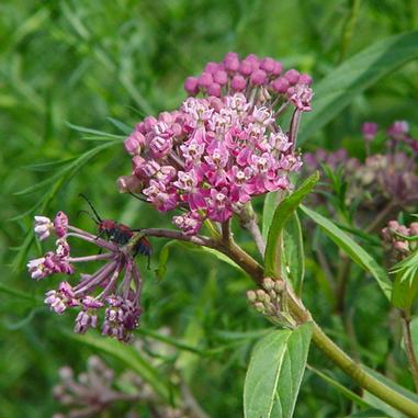 Asclepias incarnata